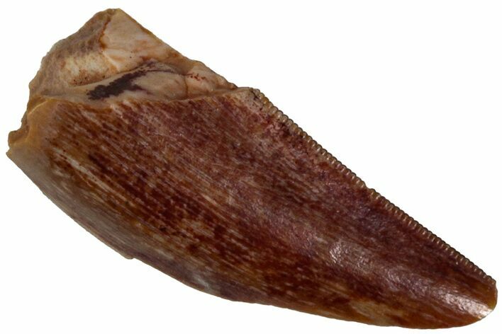 Triassic Theropod Dinosaur (Coelophysis) Tooth - Texas #315711